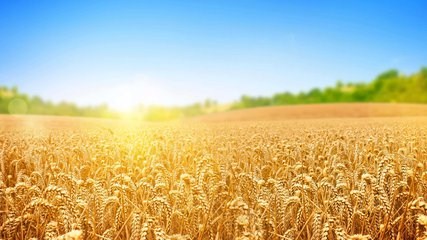 自动气象站及时预防天气提高小麦种植