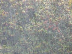 农业种植业如何应对暴雨？