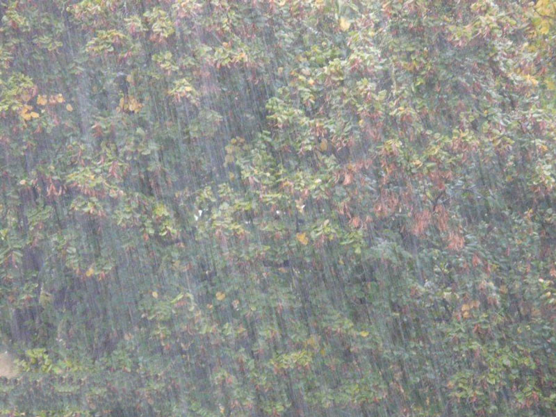 农业种植业如何应对暴雨？
