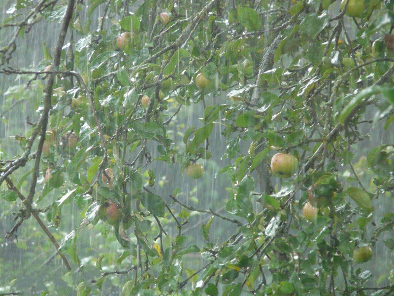 农业种植业如何应对暴雨？