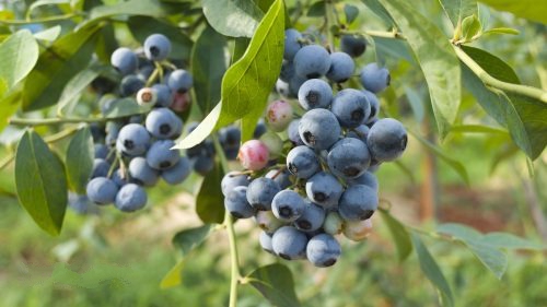 用农业气象站研究蓝莓生长的气候条件