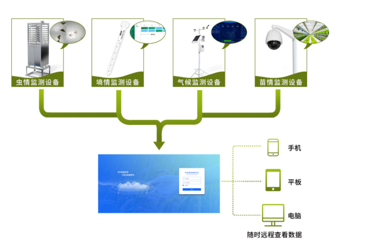 在番石榴的种植中，农业四情监测系统有何作用？