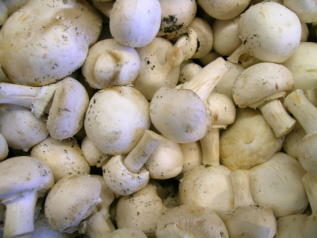 人工栽培食用菌菇，也用上了物联网